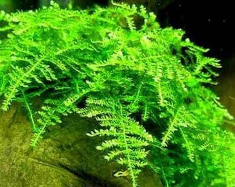 BUY 2 GET 1 FREE Christmas Moss Xmas Moss Vesicularia montagnei Easy Live Aquarium Plants Willow Moss