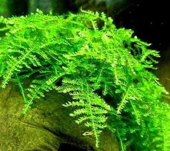 2x2 Inch Portion Of Christmas Moss! Live Aquarium Plants! Great For Shrimp  Tanks