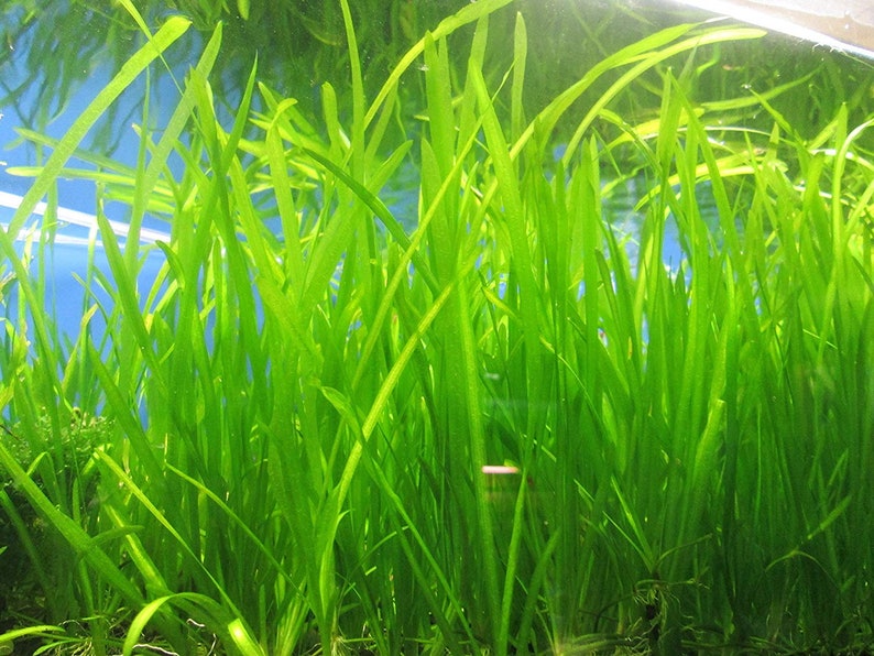 BUY 2 GET 1 FREE 5x Jungle Val Aquarium Plants Jungle Vallisneria Live Aquarium Plants Freshwater Aquatic Plants image 10