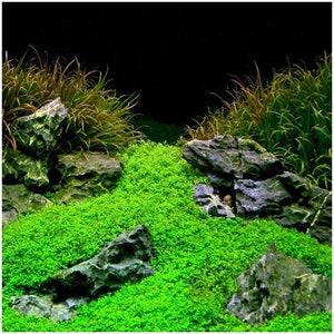 Micranthemum Monte Carlo Tweediei Easy Carpet Live Aquarium Plants BUY 2 GET 1 FREE afbeelding 10