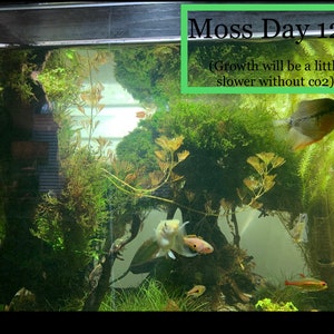 BUY 2 GET 1 FREE Java Moss Vesicularia Dubyana Live Aquarium Plants image 8