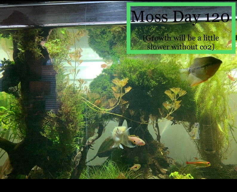 BUY 2 GET 1 FREE Java Moss Vesicularia Dubyana Live Aquarium Plants image 8