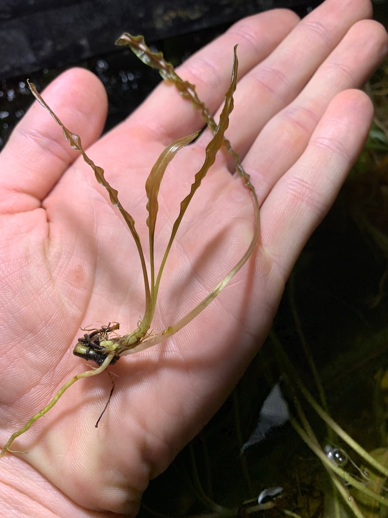 May include: A small, brown, aquatic plant with long, thin leaves and a root system. The plant is held in a person's hand.