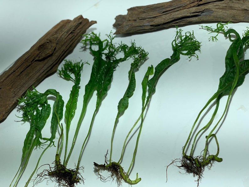 java fern windelov java fern windelov