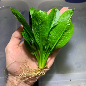 May include: A vibrant green aquatic plant with long, textured leaves and visible roots. The plant is held in a hand, showcasing its fresh, healthy appearance. Ideal for aquarium or terrarium use.