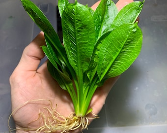 BUY 2 GET 1 FREE Echinodorus Parviflorus Rosette Sword Amazon Sword Plant Live Aquarium Plants