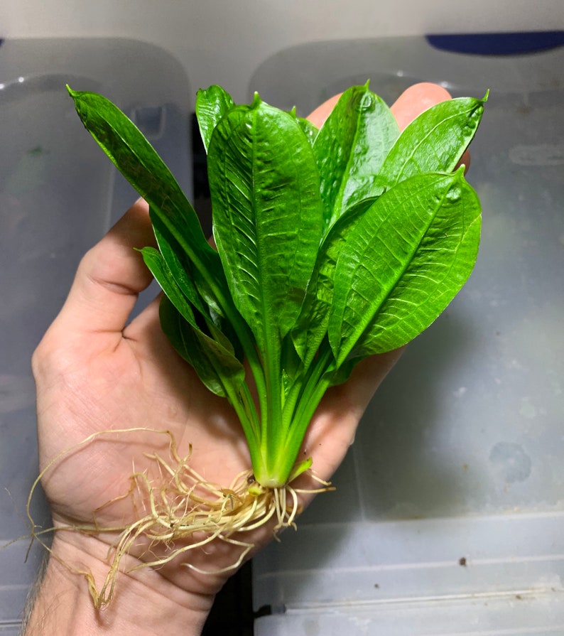 BUY 2 GET 1 FREE Echinodorus Parviflorus Rosette Sword Amazon Sword Plant Live Aquarium Plants image 1