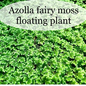 BUY 2 GET 1 FREE Azolla Filiculoides Fairy Moss Mosquito Ferns Live Aquarium Floating Plant