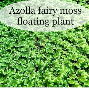 BUY 2 GET 1 FREE Azolla Filiculoides Fairy Moss Mosquito Ferns Live Aquarium Floating Plant