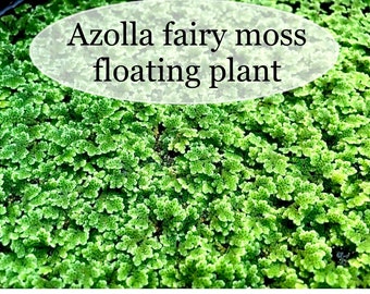 BUY 2 GET 1 FREE Azolla Filiculoides Fairy Moss Mosquito Ferns Live Aquarium Floating Plant