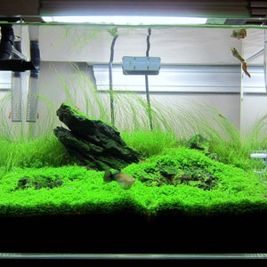 Micranthemum Monte Carlo Tweediei Easy Carpet Live Aquarium Plants BUY 2 GET 1 FREE afbeelding 8