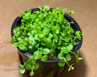 BUY 2 GET 1 FREE Micranthemum Monte Carlo Live Aquarium Plants