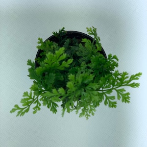 BUY 2 GET 1 FREE Mini Bolbitis Bolbitis Heudelotii Live Aquarium Plants Aquatic Plants image 3