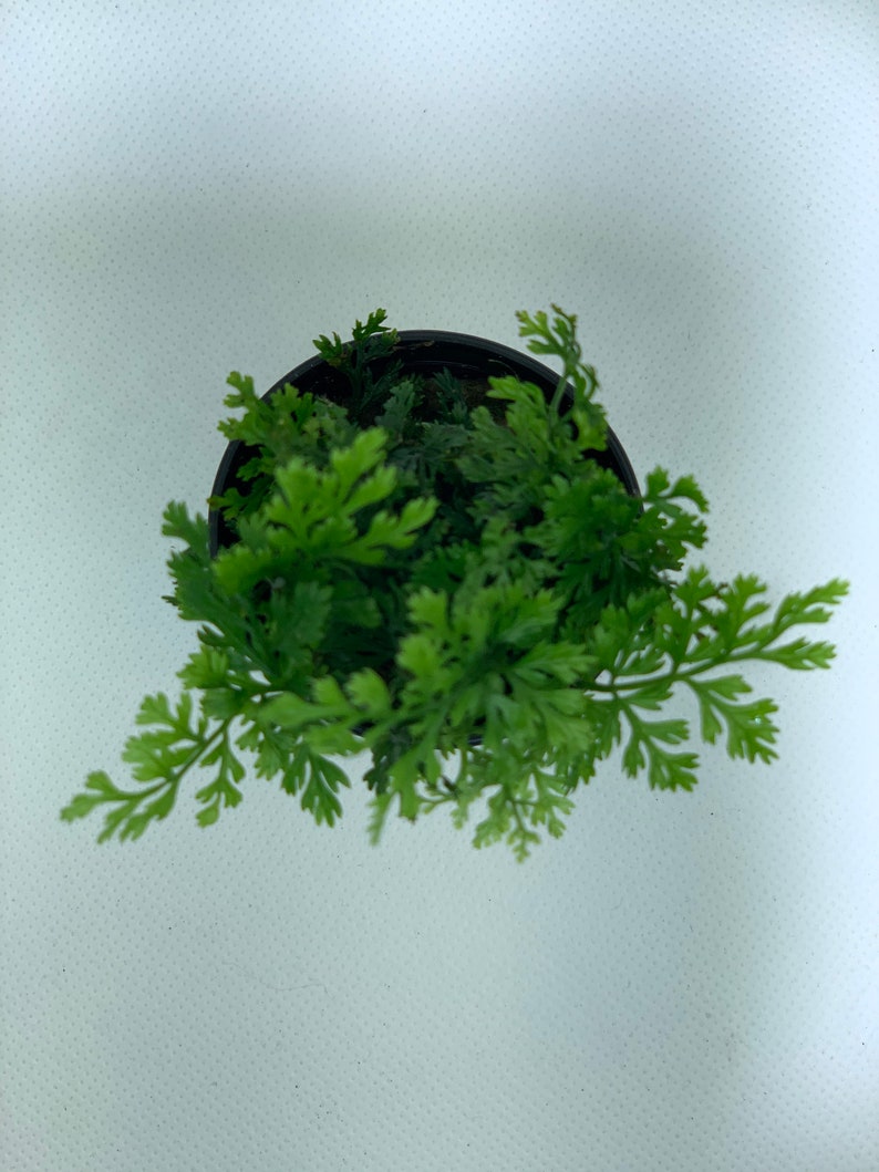 BUY 2 GET 1 FREE Mini Bolbitis Bolbitis Heudelotii Live Aquarium Plants Aquatic Plants image 3
