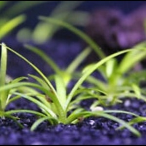 15x Dwarf Sagittaria Subulata Dwarf Sag Live Aquarium Plants Aquatic Carpet Plant image 7