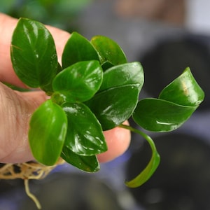 BUY 2 GET 1 FREE Anubias Nana Petite Easy Live Aquarium Plant