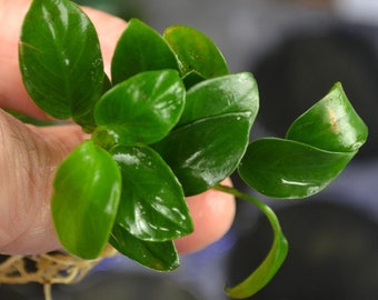 BUY 2 GET 1 FREE Anubias Nana Petite Easy Live Aquarium Plants Aquatic Plant