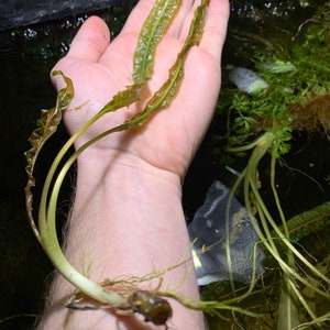 May include: A close-up of a hand holding a bunch of green aquatic plants with long, thin stems and leaves. The plants have a light green color and are growing in a clear water tank.