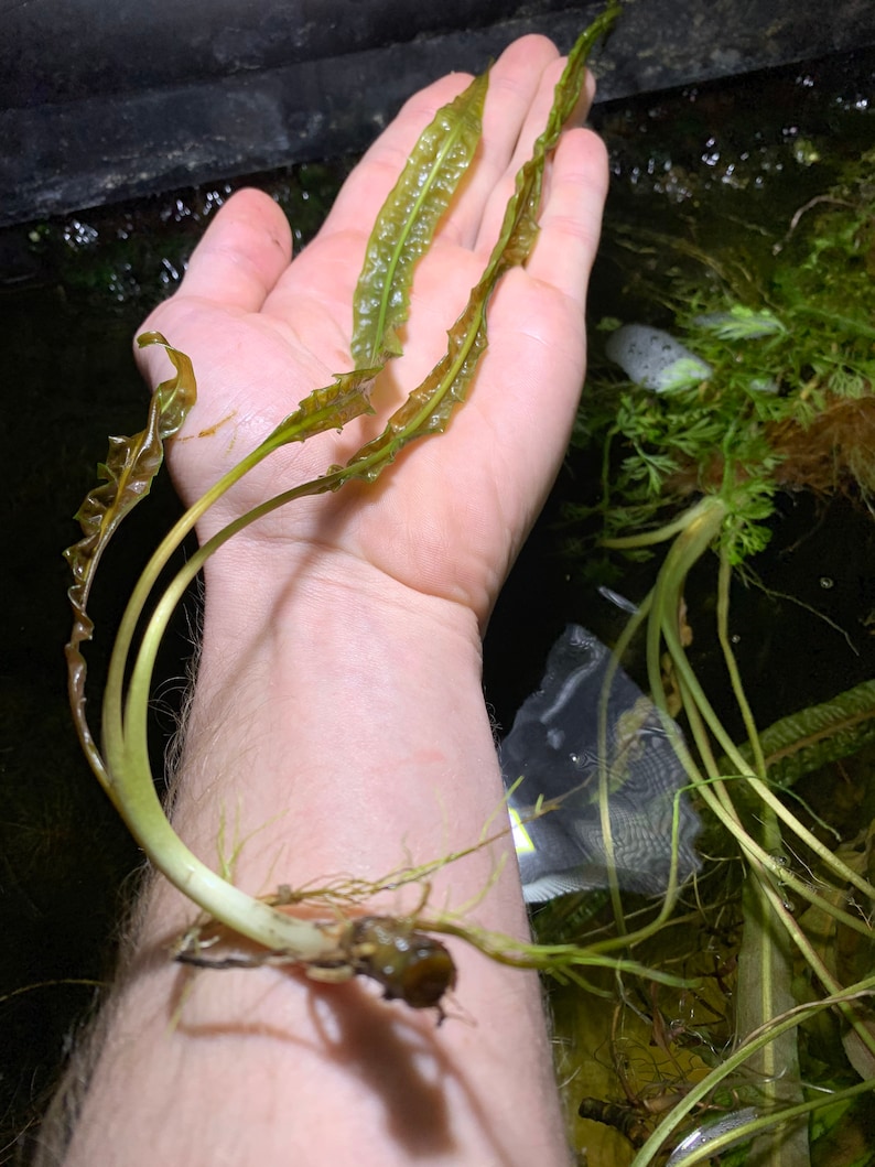 May include: A close-up of a hand holding a bunch of green aquatic plants with long, thin stems and leaves. The plants have a light green color and are growing in a clear water tank.