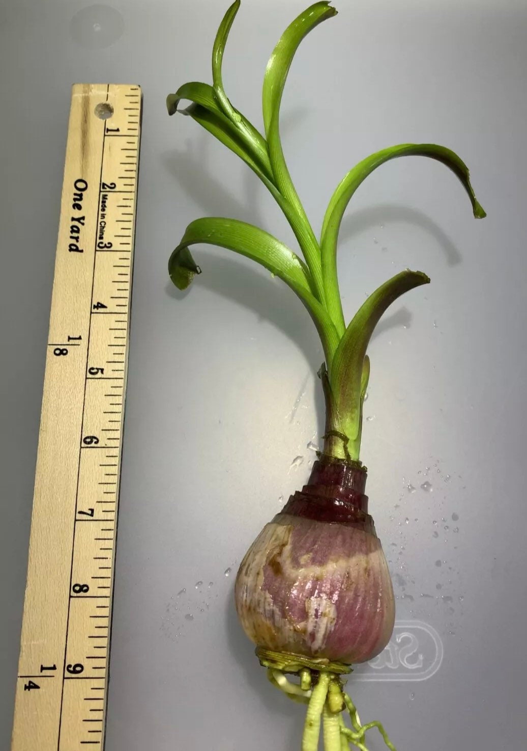 Crinum Thaianum Thai Onion Water Onion Live Aquarium Plants Etsy