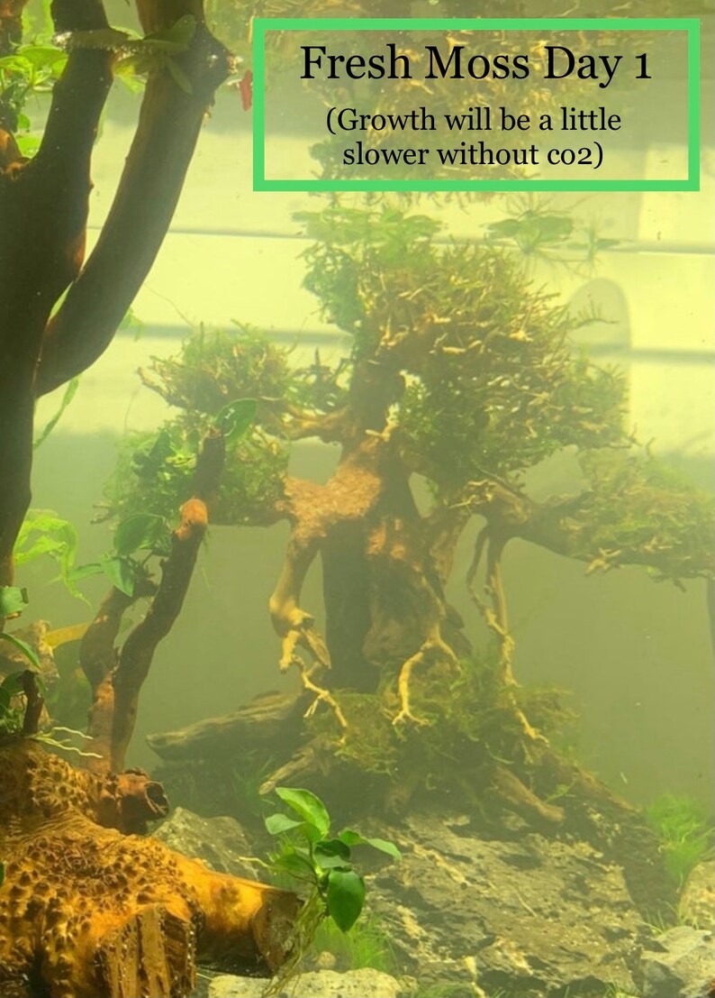 BUY 2 GET 1 FREE Java Moss Vesicularia Dubyana Live Aquarium Plants image 5