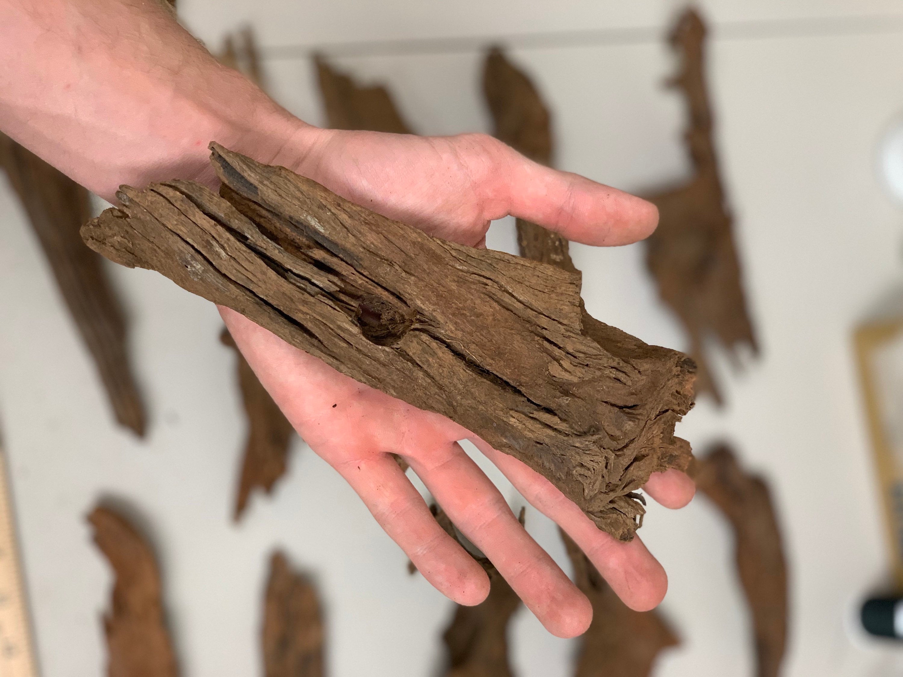 品質満点 Natural Root of tree アクアリウム Wood Submerged Sinkable ドリフトwood Dead