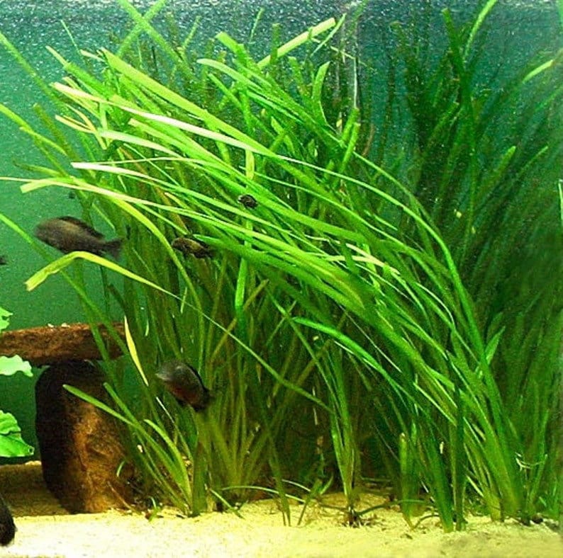 BUY 2 GET 1 FREE 5x Jungle Val Aquarium Plants Jungle Vallisneria Live Aquarium Plants Freshwater Aquatic Plants image 2