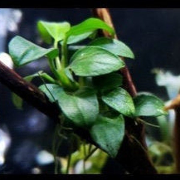 5 Anubias Nana Petite Plants Easy Live Aquarium Plant Anubias Rhizome