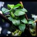see more listings in the Anubias Plants section