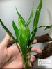 BUY 2 GET 1 FREE Java Fern Microsorum Pteropus Easy Live Aquarium Plants Aquatic Plants