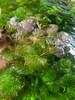 BUY 2 GET 1 FREE Cabomba Pulcherrima Caroliniana Easy Live Aquarium Plants Aquatic Plants