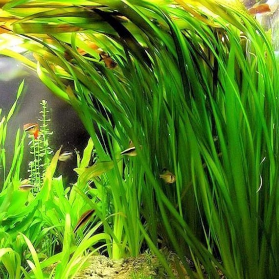 BUY 2 GET 1 FREE Hornwort Coontail Live Fish Tank Plants Aquarium Plant 