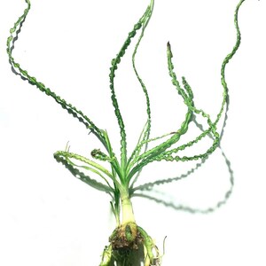 Crinum Calamistratum Live Aquarium Plants Easy Aquatic Plants image 4