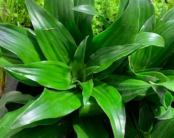 BUY 2 GET 1 FREE Janet Craig Dracaena Compacta ‘Pineapple’ Plant Cane Plant Easy Terrarium Plant Live House Plant Tropical House Plant