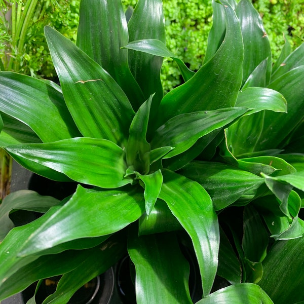 BUY 2 GET 1 FREE Janet Craig Dracaena Compacta ‘Pineapple’ Plant Cane Plant Easy Terrarium Plant Live House Plant Tropical House Plant