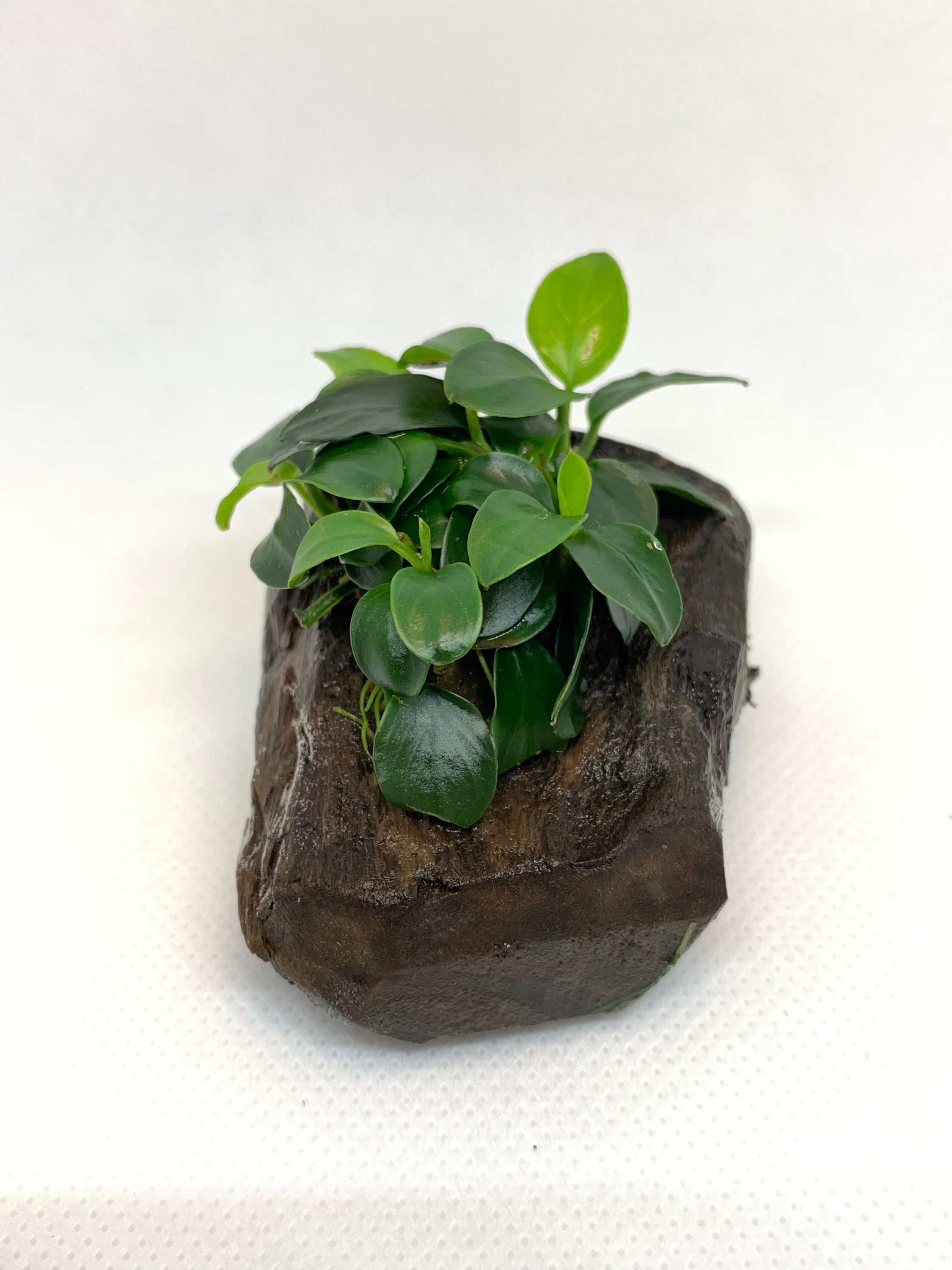 Mini plantes d'intérieur à adopter et faire grandir – La Green Touch