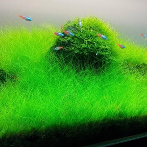 May include: A close-up of a planted aquarium with a green carpet of grass-like plants. Several small, colorful fish swim through the lush greenery.