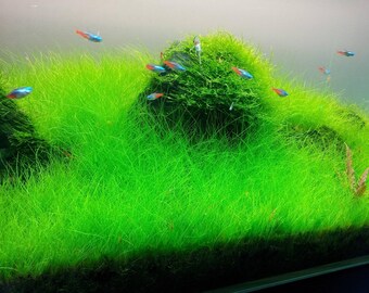 3x Dwarf Hair Grass Eleocharis Acicularis Live Aquarium Plants