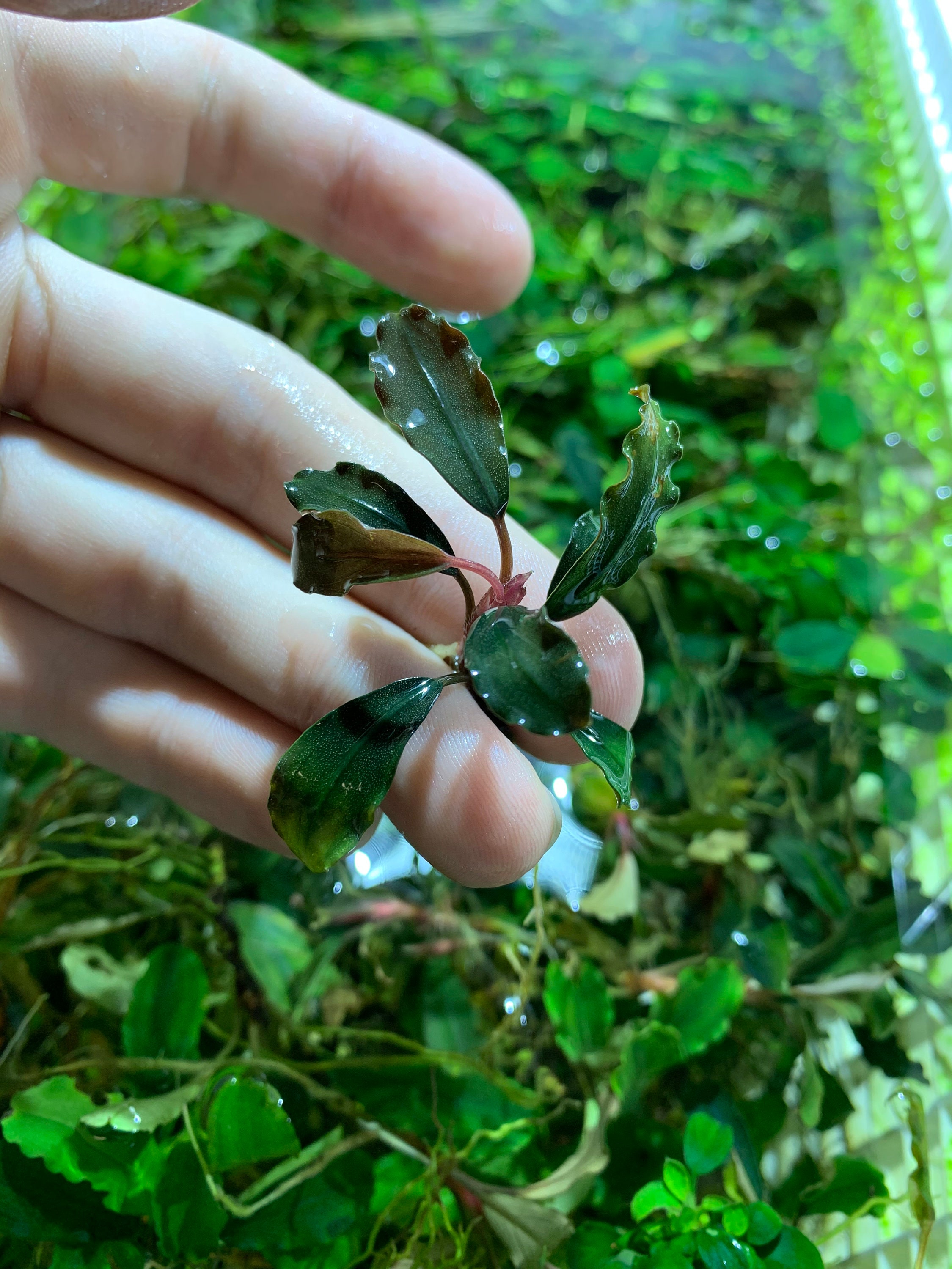 BUY 2 GET 1 FREE Bucephalandra Buce Mystery Rhizomes Easy Live