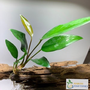 BUY 2 GET 1 FREE Anubias Frazeri Live Aquarium Plants Live Aquatic Plants