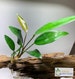 BUY 2 GET 1 FREE Anubias Frazeri Live Aquarium Plants Live Aquatic Plants 