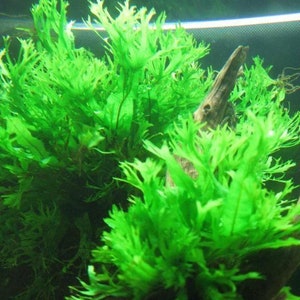 BUY 2 GET 1 FREE Java Fern Windelov Microsorum Pteropus Live Aquarium Plants