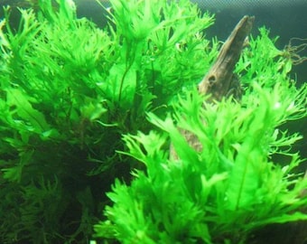 BUY 2 GET 1 FREE Java Fern Windelov Microsorum Pteropus Live Aquarium Plants