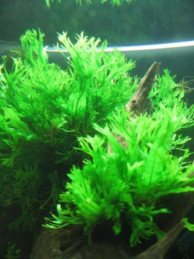 BUY 2 GET 1 FREE Java Fern Windelov Microsorum Pteropus Live Aquarium Plants image 1
