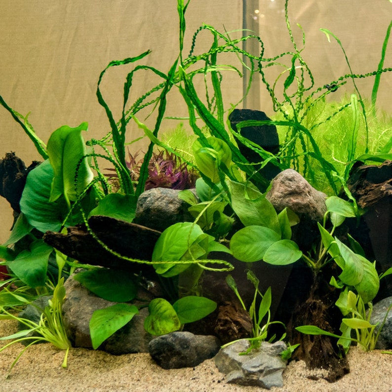 Anubias Nana Barteri Pot Live Aquarium Plant Aquatic Fish Tank Plants BUY 2 GET 1 FREE image 7