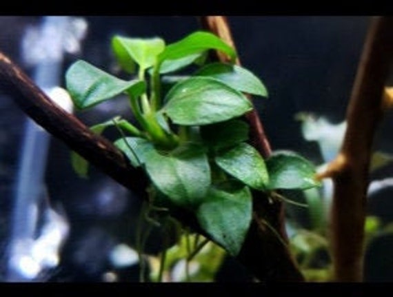 BUY 2 GET 1 FREE Anubias Frazeri Live Aquarium Plants Live Aquatic Plants 
