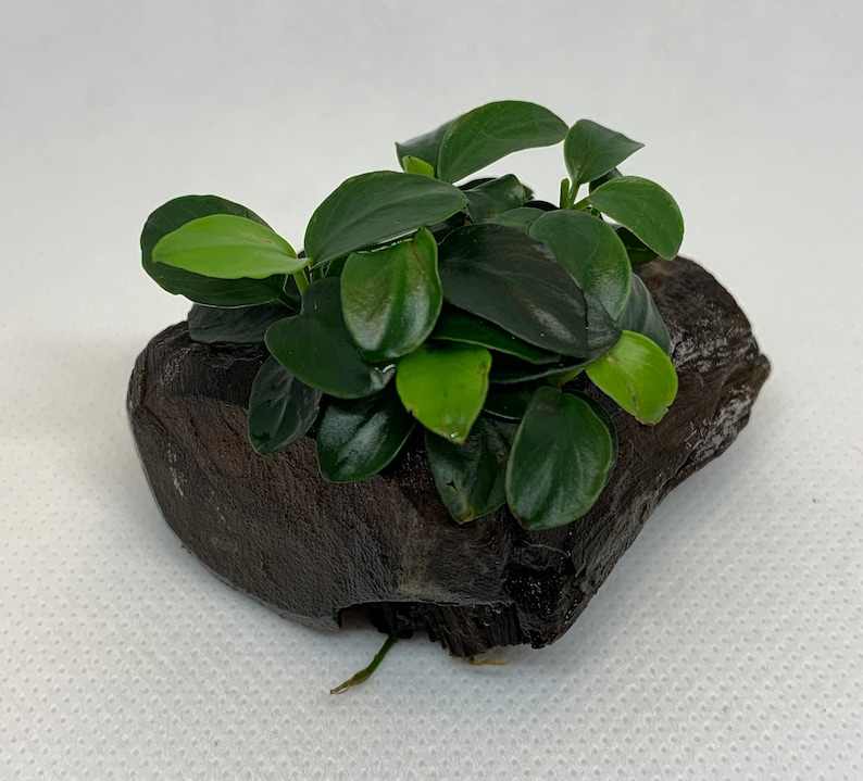 BUY 2 GET 1 FREE Anubias Nana Petite On Driftwood Easy Live Aquarium Plant image 2