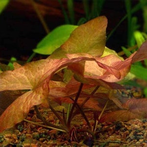 Tiger Lotus Nymphaea Zenkeri Live Aquarium Plants BUY 2 GET 1 FREE image 7