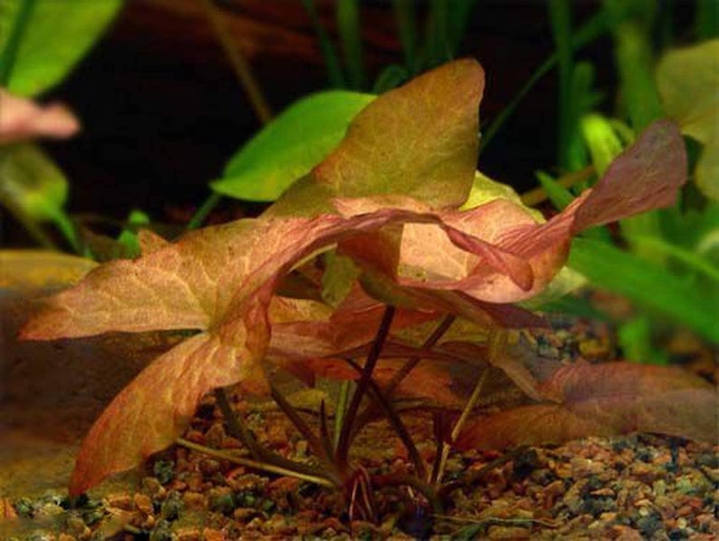 Tiger Lotus Nymphaea Zenkeri Live Aquarium Plants BUY 2 GET 1 FREE image 7