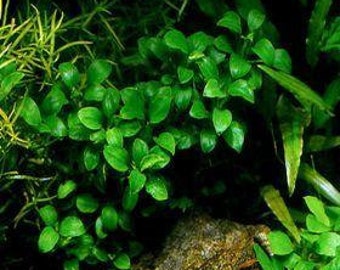 BUY 2 GET 1 FREE Anubias Nana Petite Easy Live Aquarium Plant